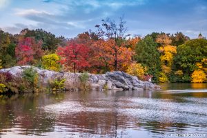 Reflection on The Lake at Central Park 3