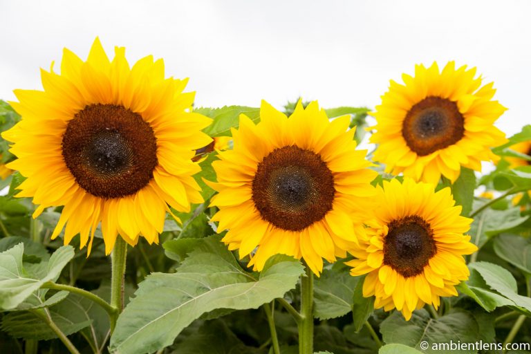 Orange Sunflowers 6